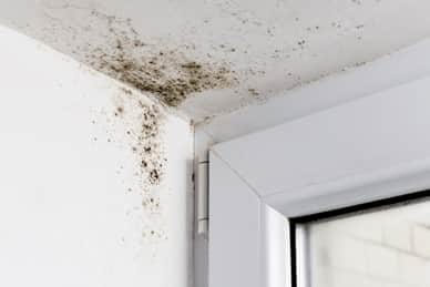 New Course: Danger in the Damp--Dealing with Mold New Course: Danger in the Damp--Dealing with Mold
