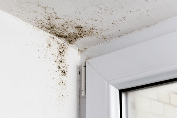 New Course: Danger in the Damp–Dealing with Mold